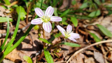 Appalachian Trail Wildflowers | Appalachian Trail Conservancy