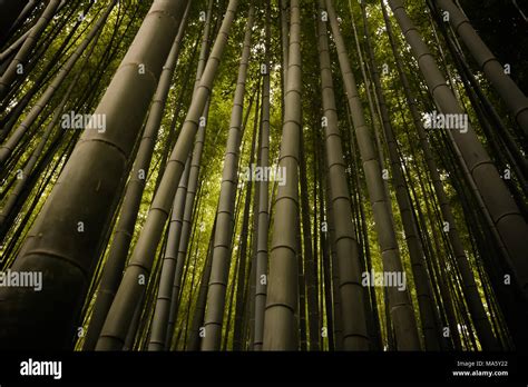 Bamboo forest in Kyoto, Japan Stock Photo - Alamy