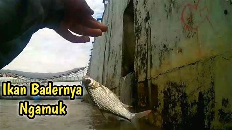 Saat Air Keruh Spot Nila Di Serbu Ikan Bader Spot Sungai Pepe