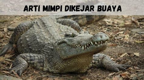 Tak Melulu Pertanda Buruk Ternyata Arti Mimpi Dikejar Buaya Simbol