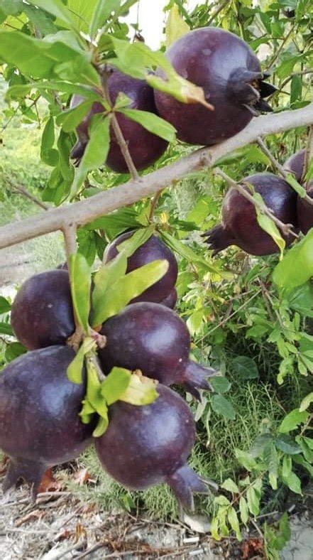 Black Pomegranate Trees Of Joy