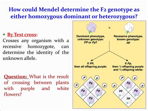 Ppt Gregor Mendels Discoveries Powerpoint Presentation Free