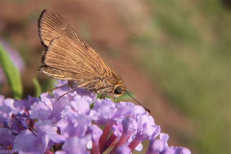 Ocola Skipper Butterfly North American Insects Spiders