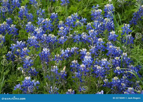Bluebonnets Stock Image Image Of Growth Country Beauty 2273049
