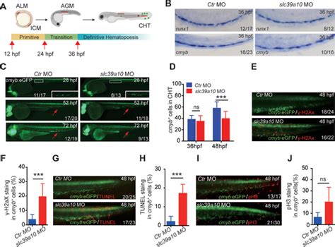 Loss Of Slc39a10 Reduces The Number Of Hspcs In Zebrafish Via Increased