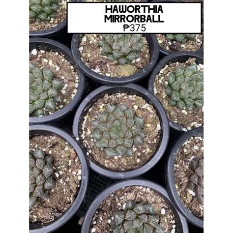 Haworthia Live Succulent Shopee Philippines