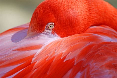 Flamingo Closeup Smithsonian Photo Contest Smithsonian Magazine