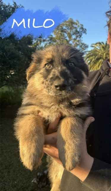 6 Shollie Puppies Left! (German Shepherd x Border Collie) | Dogs & Puppies | Gumtree Australia ...