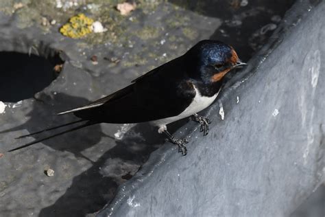 Landsvale Barn Swallow Rauchschwalbe Hirundo Rustica 8 Flickr