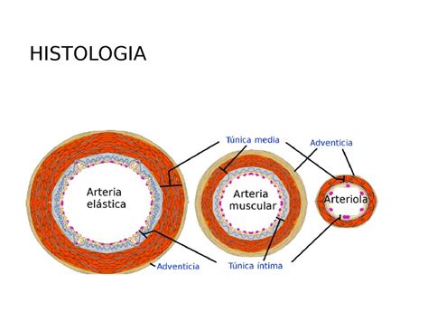 Histologia De Los Vasos Sanguineos Xili