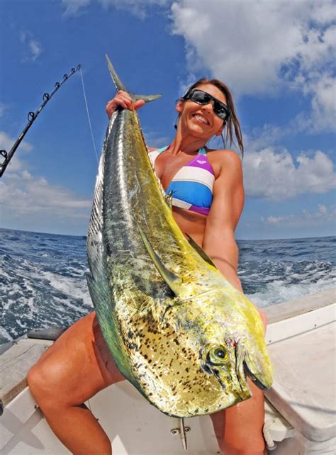 Gulfstream Fishing Season is Here! - Charleston Sport Fishing