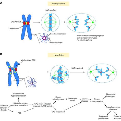 Proposed Model Of The Cellular Mechanisms Underlying The Mitotic And