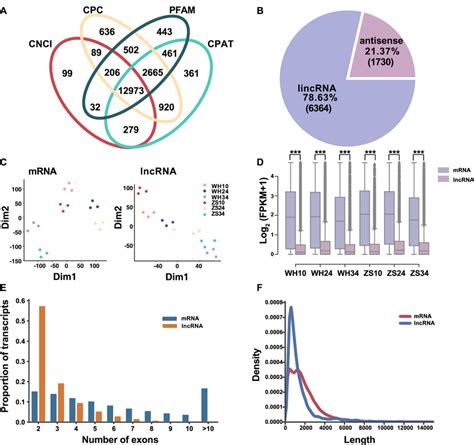 Identification Of Lncrnas At D D And Daf Seeds Of B Napus