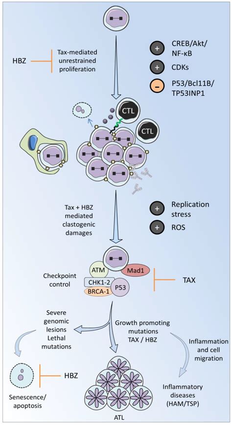 Viruses Free Full Text Modes Of Human T Cell Leukemia Virus Type 1