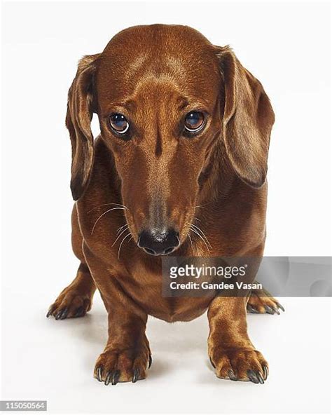 1,225 Dachshund Funny Stock Photos, High-Res Pictures, and Images ...