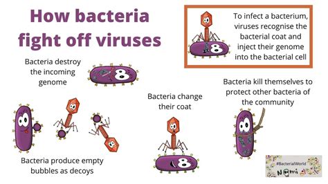 Mechanisms of how bacteria fight viruses - on Bacterialworld