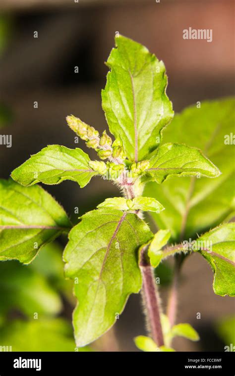 Ocimum Sanctum Holy Basil Hi Res Stock Photography And Images Alamy