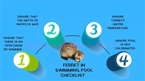 Can Ferrets Swim ?What You Should Know! - PetsandFins