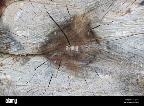 Detailed View Of A Felled Tree Trunk In The Forest Background Of A