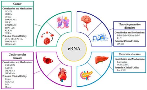 Ijms Free Full Text Enhancer Rna Erna In Human Diseases