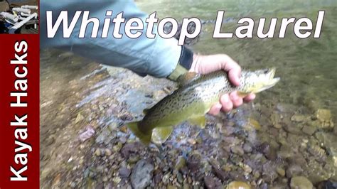 Virginia Trout Fishing Whitetop Laurel Creek Youtube