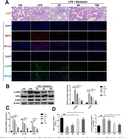 Figure 3 From Barbaloin Protects Against Lipopolysaccharide Lps