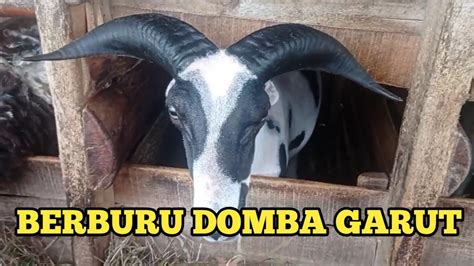 Berburu Domba Garut Jajalon Dan 3 Ekor Indukan Hamil YouTube