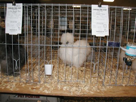 Showgirl Naked Neck Backyard Chickens Learn How To Raise Chickens