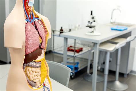 Laborat Rio De Ci Ncia Foco No Modelo Da Anatomia Do Corpo Humano