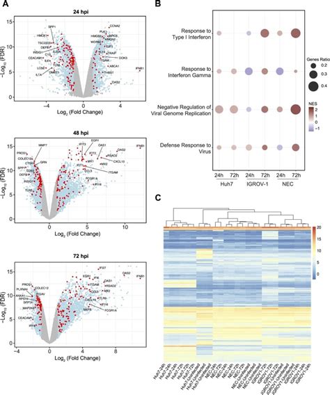 Igrov Cells Atcc Bioz