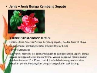 Ppt Bunga Kembang Sepatu Ppt