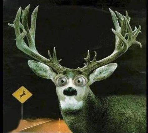 DEER IN THE HEADLIGHTS Blank Template - Imgflip