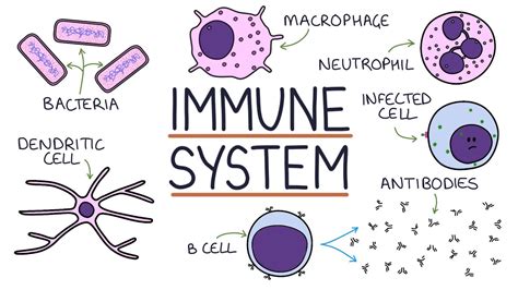 Understanding The Immune System In One Video LUV Green Life