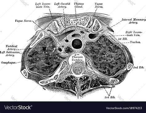 Transverse Section Through Trunk Vintage Vector Image