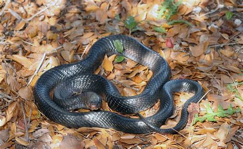 Kingsnake Blog Kingsnake Blog Eastern Indigo Snake