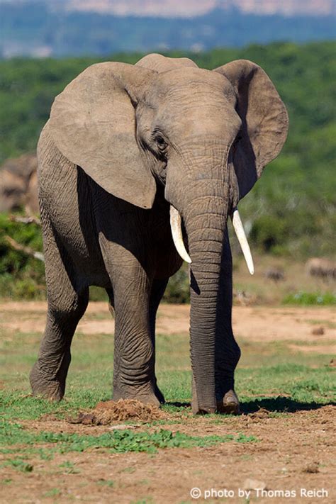 Afrikanischer Elefant Loxodonta Africana Steckbrief Infos