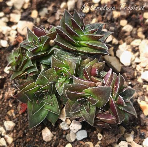 Crassula Capitella Subsp Thyrsiflora Plantas