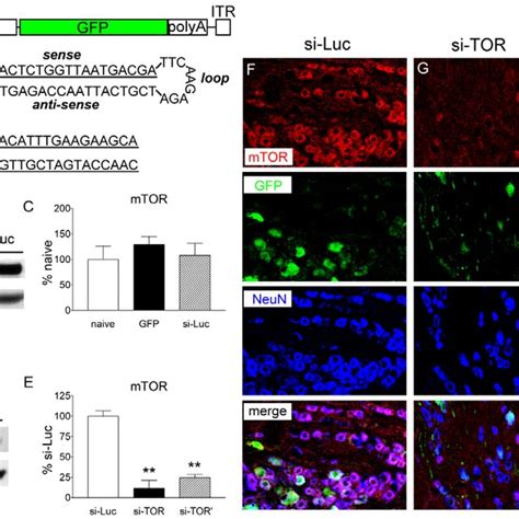 Expression Of Gfp And Neun In Rat Drg Following Intrathecal Vector