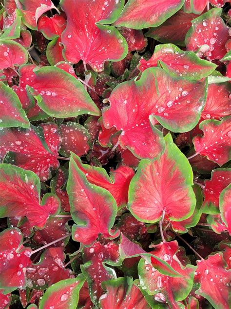 Comprar Bulbo Caladium Red Ruffles T Bulbo Pequeno Nativa Flores