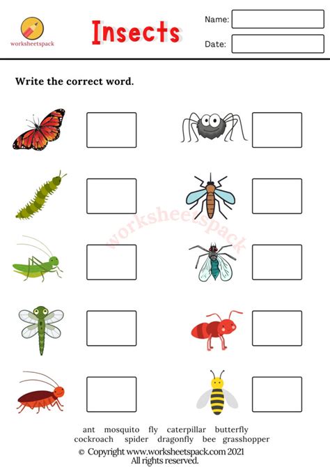 Free Insects Worksheets - worksheetspack