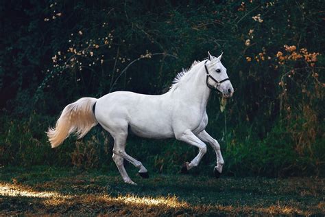 The 12 Best Horse Photography Tips and Tricks | Contrastly