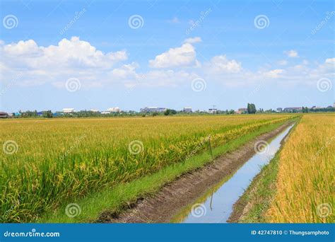 Irrigation Canal In Rice Field Stock Photo Image Of Green