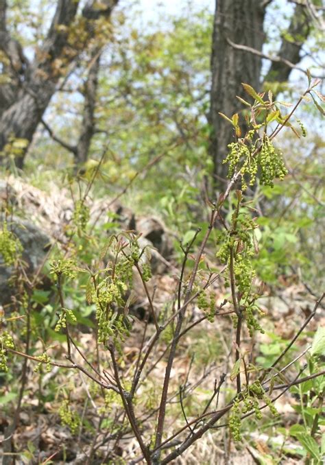 Quercus Prinoides Dwarf Chestnut Oak Go Botany