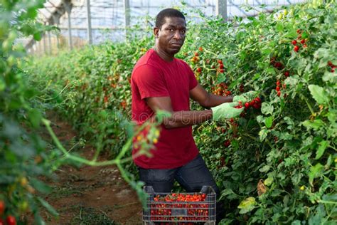 Male African American Farmer Collect Harvest Red Cherry Tomatoes Stock