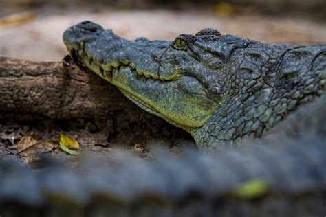 Finding Wildlife in The Gambia - Brendan van Son Photography