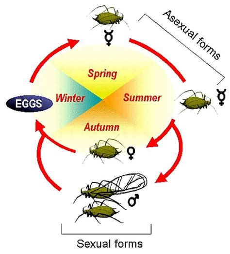 Banana Aphid Life Cycle : Vector Life Cycle Banana | Free Vectors ...