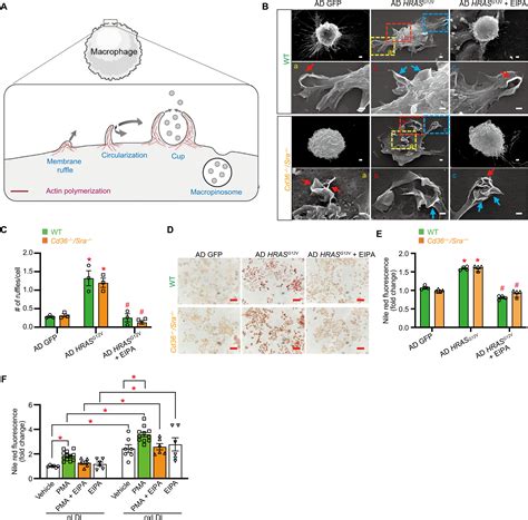 Receptor Independent Fluid Phase Macropinocytosis Promotes Arterial