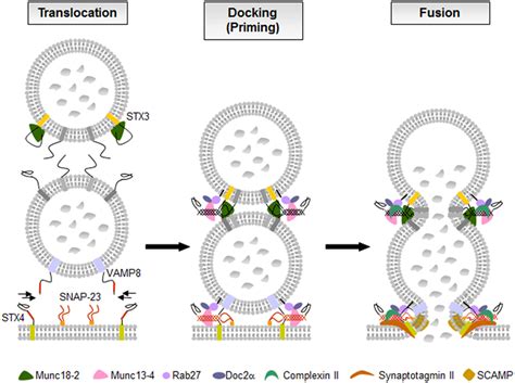 Frontiers The Snare Machinery In Mast Cell Secretion