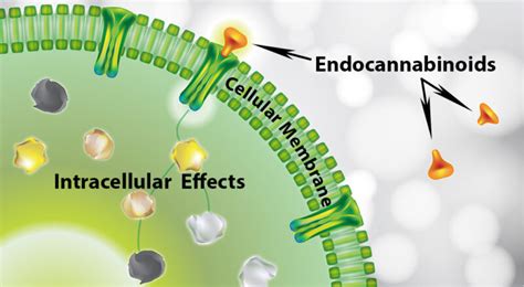 Endocannabinoids - Cannakeys