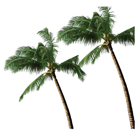 Beach Coconut Tree And Tropical Foliage Scenery Free Png Png All